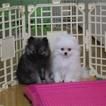 호두~파이~를 소개합니다