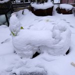 [허스키<b>심바</b>] 눈이 녹고 봄이오고 있어요  <b>심바</b>의 산책일기