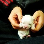 <b>리야</b>를 소개합니다(말티즈)