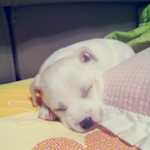 <b>두부</b> 닮은꼴 단추