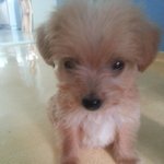 섬출신 우리 콩탱<b>구리</b>