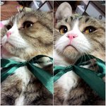 [도<b>다미</b>로] 스코티쉬 폴드 도담이를 소개합니다. :)