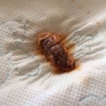 이벌레<b>모에</b>요