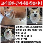 저희 가족 강아지 라이를 찾아주세요.(한번이라도 봐주세요)