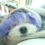 강아지 헤어쇼 짝퉁