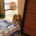 [<b>포</b><b>메</b>삼남매] 미국에 사는 <b>포메</b> 삼남매 이야기 2