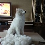 [<b>산이</b>] 털이 너무 빠져요~ 사모예드 <b>산이</b>!  털깍는데  강아지...