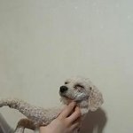 뽀송뽀송 두부 !!!