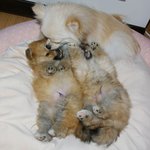 [포메라니안] [<b>포</b><b>메</b>이야기]자식 키워봤자 소용없다? ㅋㅋㅋ