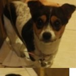 7호선 상도역에서 바둑<b>무늬</b> 강아지 잃어버리신분