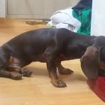 라운이를소개해용ㅎ