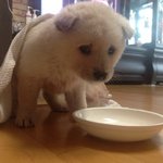 [쫑꽁쫑꽁] 내새끼 진돗개 꽁이