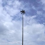 [콜로라도] <b>세계</b>에서 가장 높은 야자수