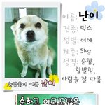 [도와주세요] 강아지 더이상 <b>사지</b>말고 입양하세요