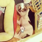 [비스트] <b>양갱</b>이 중성화 수술!!