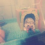 똥쟁이 고슴도치 조기이야기:)