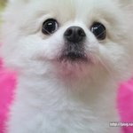 [한글이] 조연 한글이