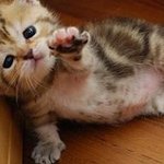 [<b>xoxo</b>] ㅅㄷ)다들 오랜만이에요