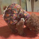 [<b>강아지옷</b>] 안녕하세요 콩알이 누나예요 ㅎㅎ