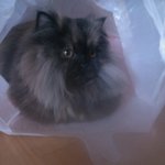 [EXO] 지금내<b>옆</b>에서고양이시키가<b>코</b>골아