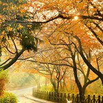 아름다운 <b>백구</b>사진