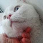 [우리고양이] 호빵이와 동거중~3