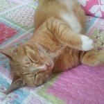 7kg 나가는 랑덩어리와 <b>자라</b> 이야기