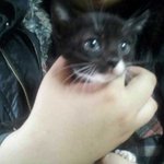 아프다고 버려진 페르시안 냥이.. 주인한테 버려진 냥이가족.. 좋은...