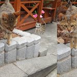 매우 귀여웠던 길냥이