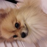 [간절합니다] 인천 도화3동 갈색<b>포</b><b>메</b>를 잃어버렸습니다 여러분의 관심이...