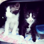 [탄천필근] [탄천필근] 우다다닥 고양이 네마리