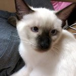 [도<b>다미</b>로] 도담이 동생 미로를 소개합니다. :)