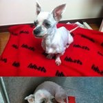 저희집 유기견 코코를 소개합니다~