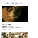 [짤북] <b>비글</b>은 머냐..