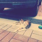 (도와주세요)애교만점 개냥이 무릎냥이가 엄마를 찾습니다