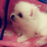 [포메라니안] som's <b>story</b>   1