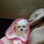 이젠 밥그릇보다커진 <b>사탕</b>이