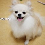 [포메라니안] 모정 <b>and</b> 개춘기... ㅋㅋㅋ