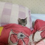 [고양이] 우리집 막내 펩시 소개해요~