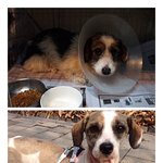 순딩순딩한 엘리의 <b>임보처</b> 또는 입양처를 찾습니다