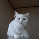 [사랑해] 고양이둘 강아지둘 사람둘