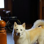 [허스키<b>심바</b>] <b>심바</b>의 산책일기, 개성만점 멍멍이 친구들