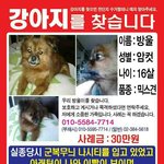 [간절합니다] 방울이가 예일여고 <b>사거리</b>에서 교통사고에 당했답니다!!...