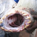 [공포베스트] 무서운 <b>이빨</b>을 가진 물고기