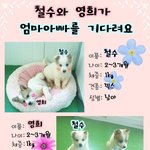 [유기견] 유기견을 사랑해주세요