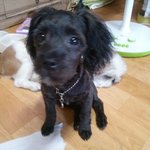 [말티푸<b>미르</b>] 말티푸 <b>미르</b>이야기