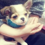 [<b>장모</b>치와와] 목에 깁스한 아기마루