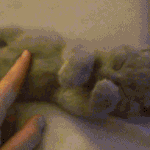 쓰담쓰담 귀여운 동물 <b>움짤들</b>