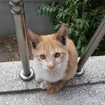 [인어공주] 교통사고후 살려달라고 찾아온 길냥이 금손이 갈곳이 없어요...