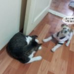 [귀욘삐삐] 입양 열흘만에 파양된 <b>밍키</b>이야기